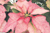 Vote for your favorite new variety of Poinsettia