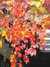 Vines add unique color to the fall landscape