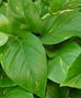 GREEN PLANT GIFTS