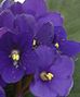INDOOR BLOOMING PLANTS