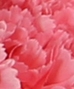 CARNATIONS