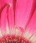 GERBERA DAISIES