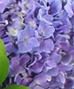 HYDRANGEA