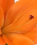 LILIES