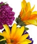 PERMANENT BOTANICALS