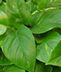 GREEN PLANT GIFTS