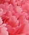 CARNATIONS