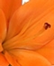 LILIES