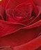 LOVE & ROMANCE