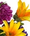 PERMANENT BOTANICALS
