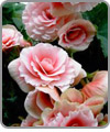 Begonia