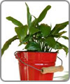 Green Foliage