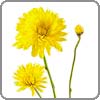 Chrysanthemum, Cushion