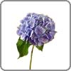 Hydrangea