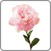 Peony