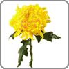 Chrysanthemum, Standard