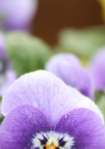 Gainan’s Flowers
