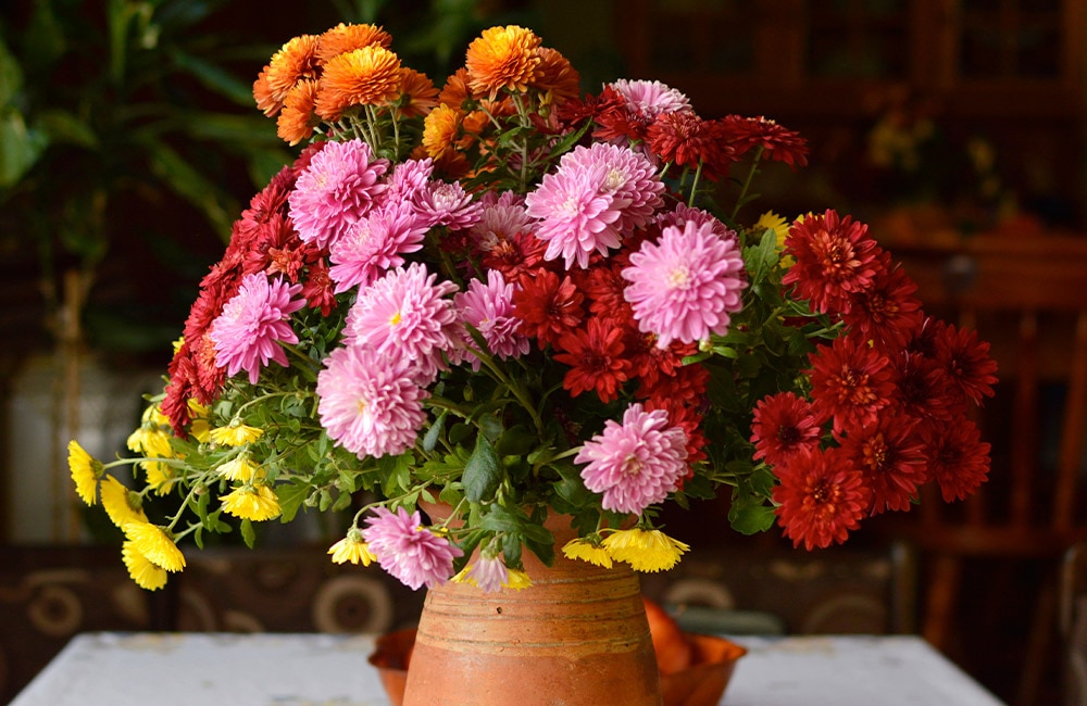 Fresh Green Chrysanthemum Button Flowers