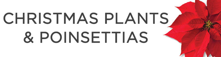 Christmas Plants & Poinsettias