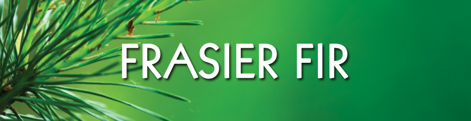 Frasier Fir