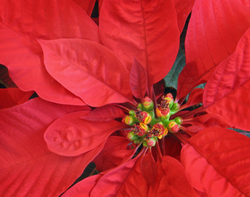 Christmas Plants & Poinsettias