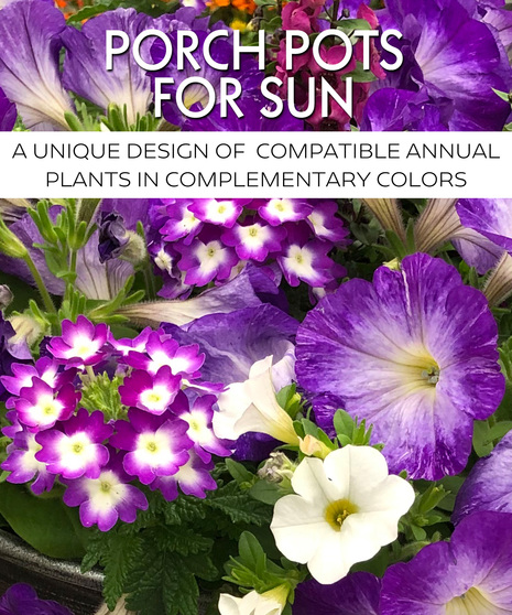 Porch Pot for Sun