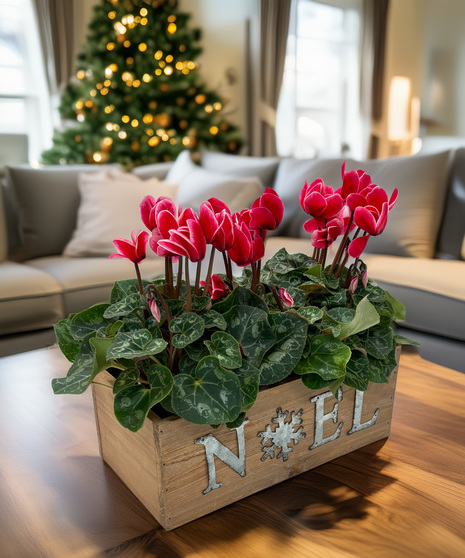 Cyclamen Noel Trio - a cheerful touch of holiday color