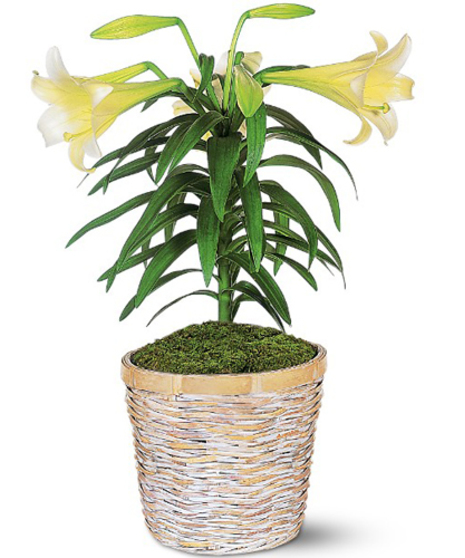 Easter Lily