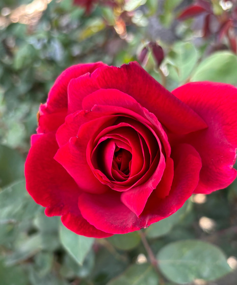 Rose Bush - Hybrid Tea