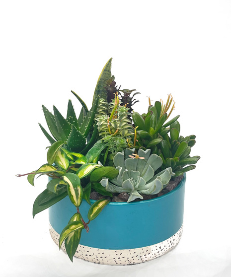 Succulent Garden