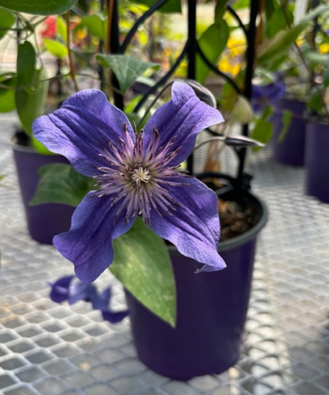 Clematis Plant