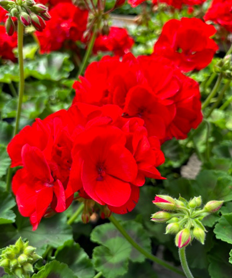 Zonal Geranium - 4