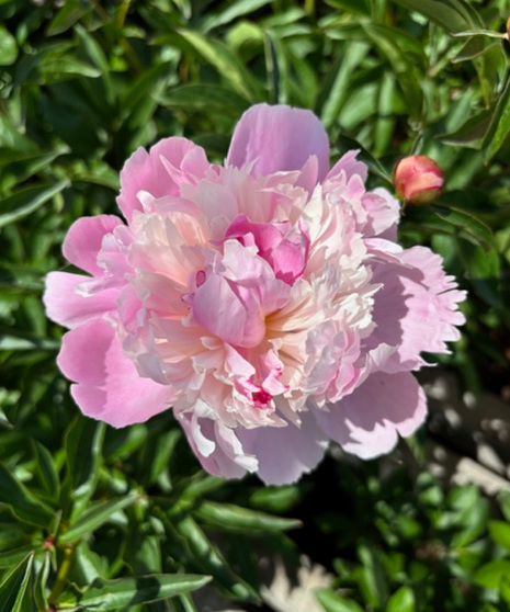Peony Plant