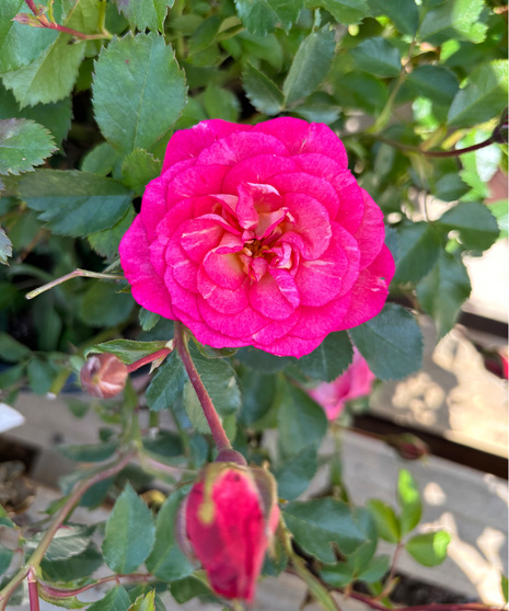 Rose Bush - Shrub