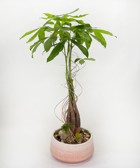 Money Tree