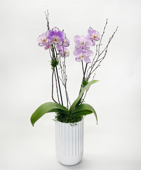 A spectacular double-stemmed phalaenopsis orchid in a tall ceramic pot decorated with moss and natural stakes.  Long-lasting.  Blossom colors will vary.