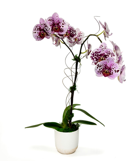 A graceful Phalaenopsis orchid is displayed with a natural natjal branch in a decorative pot.   Orchid color will vary.