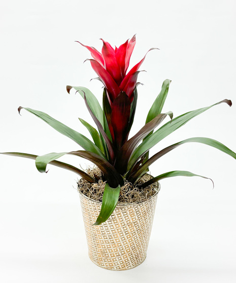 Bromeliad