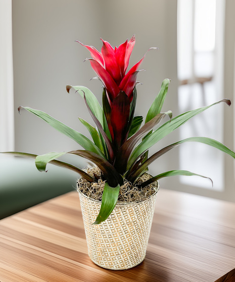 Bromeliad