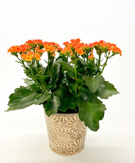 Kalanchoe 6