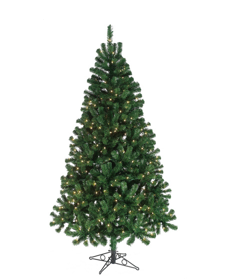 7ft Serbian Spruce