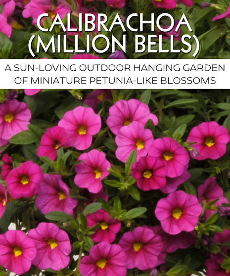 Calibrachoa (Million Bells) Hanging Garden