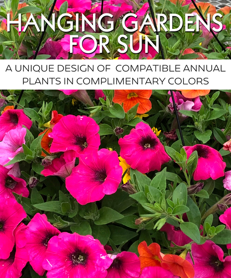 Hanging Basket for Sun