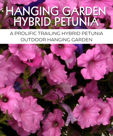 Hanging Petunia Basket