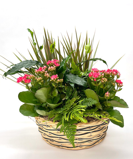 Plants