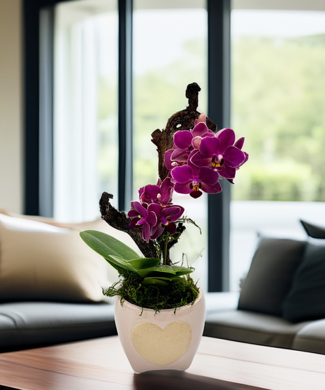 Affection Mini Orchid Plant - delicate blooms for someone special