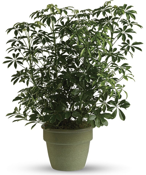The schefflera arboricola plant is known by many names, but none do justice to its delicate leaves and lush growth.
