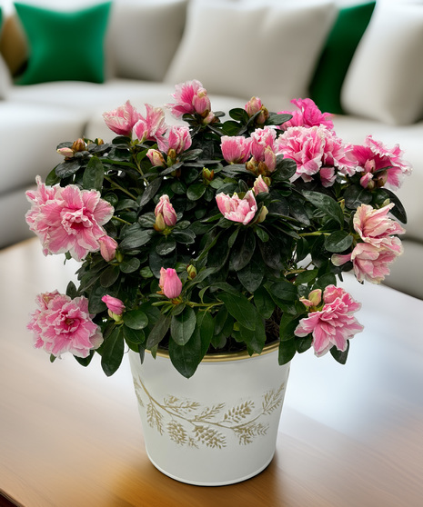 Christmas Azalea - a seasonal classic with graceful holiday style