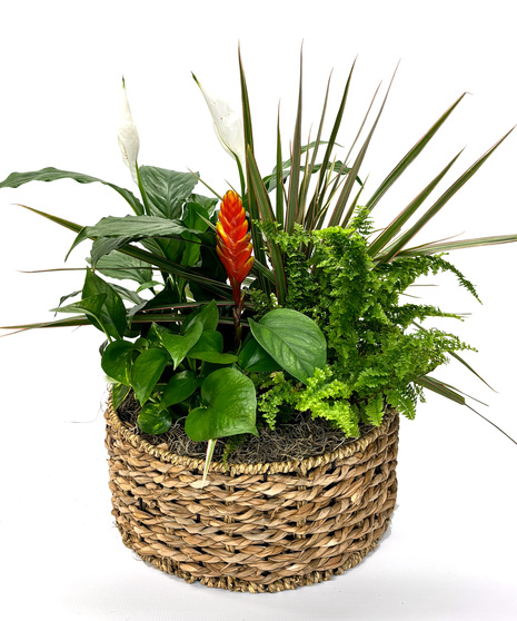 The Breathe Easy Garden features a curated selection of top air-cleaning plants, all arranged in a rustic basket.