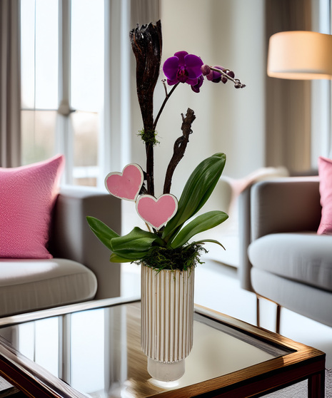 Cupid's Valentine Orchid - timeless beauty, thoughtfully given